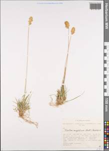 Trisetum spicatum (L.) K.Richt., Siberia, Altai & Sayany Mountains (S2) (Russia)