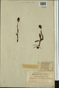 Neotinea ustulata (L.) R.M.Bateman, Pridgeon & M.W.Chase, Western Europe (EUR) (Sweden)