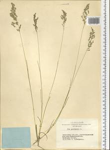 Poa pratensis L., Siberia, Altai & Sayany Mountains (S2) (Russia)