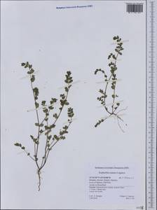 Euphorbia nutans Lag., Western Europe (EUR) (Greece)