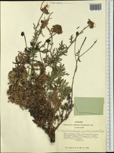 Chrysanthemum sinuatum Ledeb., Siberia, Altai & Sayany Mountains (S2) (Russia)