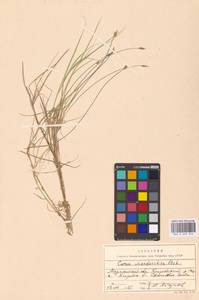 Carex chordorrhiza L.f., Eastern Europe, Northern region (E1) (Russia)