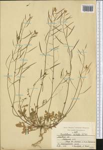 Diplotaxis muralis (L.) DC., Eastern Europe, Moscow region (E4a) (Russia)