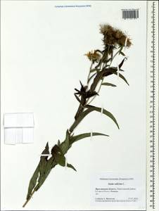 Pentanema salicinum subsp. salicinum, Eastern Europe, Central forest region (E5) (Russia)