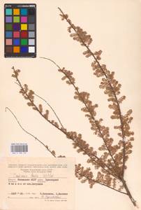 Tamarix laxa Willd., Eastern Europe, Lower Volga region (E9) (Russia)