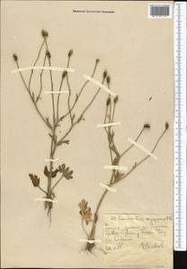 Ranunculus oxyspermus Willd., Middle Asia, Western Tian Shan & Karatau (M3) (Uzbekistan)