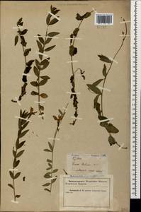 Vinca herbacea Waldst. & Kit., Caucasus, Krasnodar Krai & Adygea (K1a) (Russia)