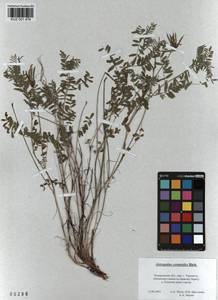 KUZ 001 476, Astragalus ceratoides M. Bieb., Siberia, Altai & Sayany Mountains (S2) (Russia)