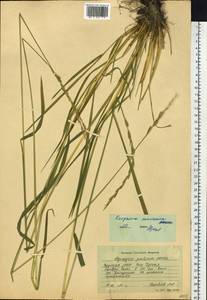 Elymus macrourus (Turcz. ex Steud.) Tzvelev, Siberia, Yakutia (S5) (Russia)