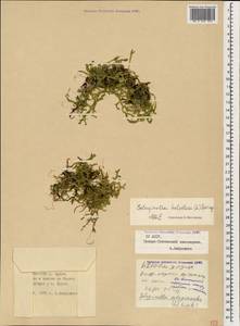 Lycopodioides helvetica (L.) Kuntze, Caucasus, North Ossetia, Ingushetia & Chechnya (K1c) (Russia)