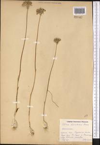 Allium delicatulum Siev. ex Schult. & Schult.f., Middle Asia, Northern & Central Kazakhstan (M10) (Kazakhstan)