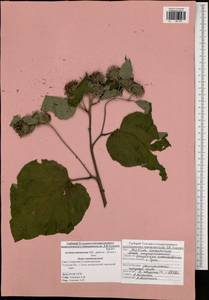 Arctium tomentosum Mill., Eastern Europe, Central region (E4) (Russia)