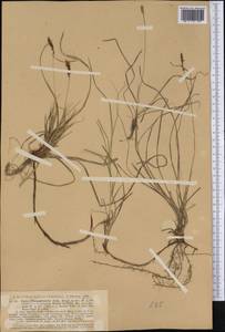 Carex pensylvanica Lam., America (AMER) (United States)