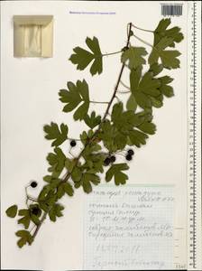 Crataegus pentagyna Waldst. & Kit. ex Willd., Caucasus, Dagestan (K2) (Russia)