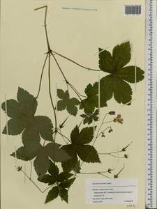 Geranium gracile Ledeb. in Nordm., Eastern Europe, Moscow region (E4a) (Russia)