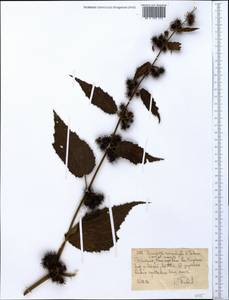 Triumfetta brachyceras K. Schum., Africa (AFR) (Ethiopia)
