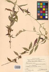 Silene macrostyla Maxim., Siberia, Russian Far East (S6) (Russia)