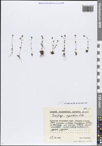 Saxifraga hyperborea R.Br., Siberia, Chukotka & Kamchatka (S7) (Russia)