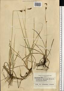 Carex panicea L., Eastern Europe, Northern region (E1) (Russia)