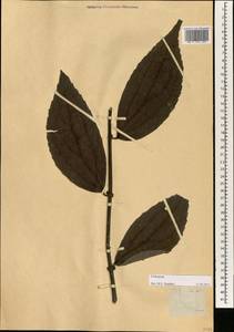 Urticaceae, South Asia, South Asia (Asia outside ex-Soviet states and Mongolia) (ASIA) (Philippines)