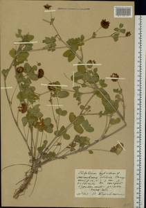 Trifolium hybridum L., Eastern Europe, Moscow region (E4a) (Russia)