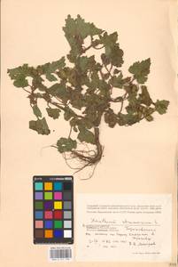 Xanthium strumarium L., Eastern Europe, Central region (E4) (Russia)