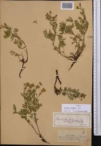 Sibbaldianthe bifurca subsp. orientalis (Juz.) Kurtto & T. Erikss., Middle Asia, Dzungarian Alatau & Tarbagatai (M5) (Kazakhstan)