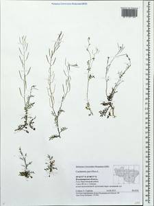 Cardamine parviflora L., Eastern Europe, Central region (E4) (Russia)