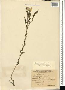 Linum hirsutum subsp. hirsutum, Caucasus, Abkhazia (K4a) (Abkhazia)