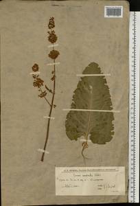 Rumex confertus Willd., Eastern Europe, Lower Volga region (E9) (Russia)