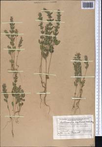Lallemantia royleana (Benth.) Benth., Middle Asia, Syr-Darian deserts & Kyzylkum (M7) (Uzbekistan)