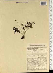 Geranium pseudosibiricum J. Mayer, Mongolia (MONG) (Mongolia)