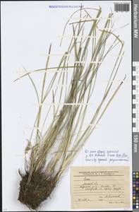 Carex flava L., Eastern Europe, Moscow region (E4a) (Russia)