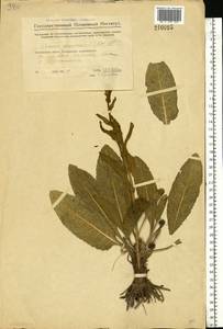 Jacobaea racemosa subsp. kirghisica (DC.) Galasso & Bartolucci, Eastern Europe, Eastern region (E10) (Russia)