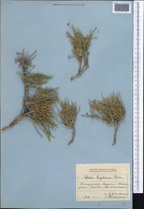 Ephedra regeliana Florin, Middle Asia, Dzungarian Alatau & Tarbagatai (M5) (Kazakhstan)