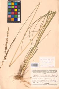 Molinia caerulea (L.) Moench, Eastern Europe, Moscow region (E4a) (Russia)