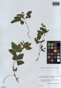 Rubus arcticus L., Siberia, Altai & Sayany Mountains (S2) (Russia)