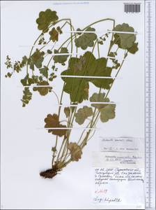Alchemilla nemoralis Alechin, Eastern Europe, Lower Volga region (E9) (Russia)