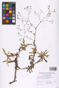 Gypsophila perfoliata L., Eastern Europe, Rostov Oblast (E12a) (Russia)