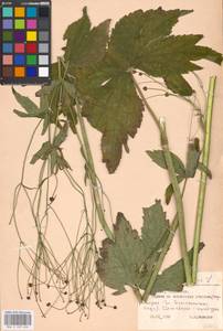 Ranunculus platanifolius L., Eastern Europe, Moscow region (E4a) (Russia)