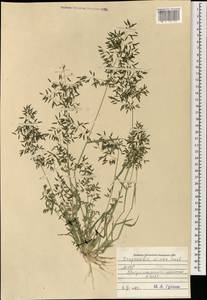 Eragrostis minor Host, Mongolia (MONG) (Mongolia)