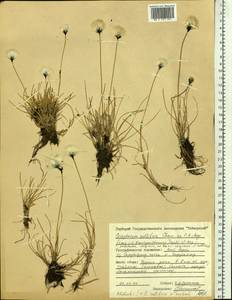 Eriophorum callitrix Cham. ex C.A.Mey., Siberia, Central Siberia (S3) (Russia)