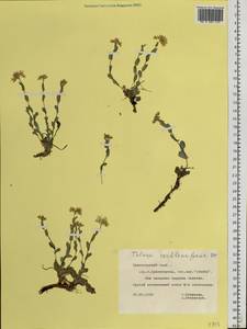 Noccaea cochleariforme (DC.) Á. Löve & D. Löve, Siberia, Central Siberia (S3) (Russia)