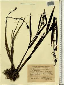Polystachya paniculata (Sw.) Rolfe, Africa (AFR) (Ethiopia)