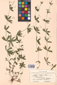 Galium triflorum Michx., Eastern Europe, Moscow region (E4a) (Russia)