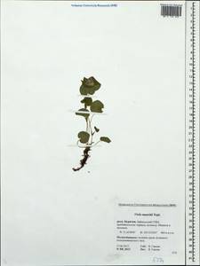 Viola mauritii Tepl., Siberia, Baikal & Transbaikal region (S4) (Russia)