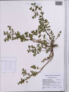 Potentilla supina L., Middle Asia, Pamir & Pamiro-Alai (M2) (Kyrgyzstan)