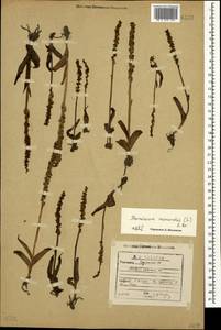 Herminium monorchis (L.) R.Br., Caucasus, Georgia (K4) (Georgia)