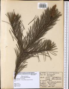 Pinus sylvestris L., Eastern Europe, Central region (E4) (Russia)