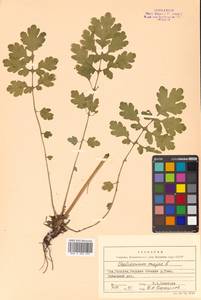 Chelidonium majus L., Siberia, Russian Far East (S6) (Russia)